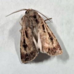 Agrotis munda (Brown Cutworm) at Isaacs, ACT - 9 Sep 2023 by galah681