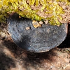 Unidentified Shelf-like to hoof-like & usually on wood at Narrawallee, NSW - 9 Sep 2023 by trevorpreston