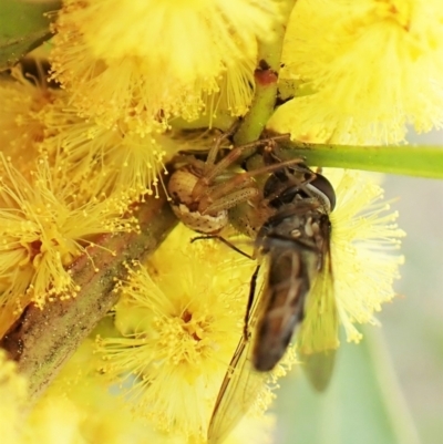 Australomisidia sp. (genus) (Flower spider) at Mount Painter - 7 Sep 2023 by CathB