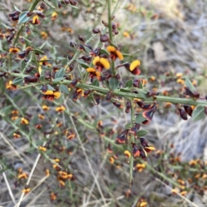 Daviesia ulicifolia subsp. ruscifolia at Bruce, ACT - 9 Sep 2023 05:14 PM