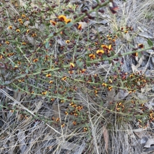 Daviesia ulicifolia subsp. ruscifolia at Bruce, ACT - 9 Sep 2023