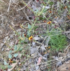 Daviesia ulicifolia subsp. ruscifolia at Bruce, ACT - 9 Sep 2023 05:14 PM