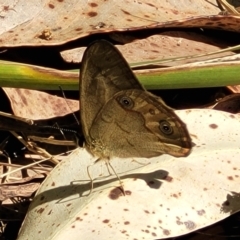 Hypocysta metirius (Brown Ringlet) at Narrawallee, NSW - 9 Sep 2023 by trevorpreston