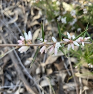 Lissanthe strigosa subsp. subulata at Bruce, ACT - 9 Sep 2023