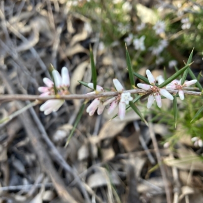 Lissanthe strigosa subsp. subulata (Peach Heath) at Bruce, ACT - 9 Sep 2023 by lyndallh