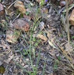 Stypandra glauca at Bruce, ACT - 9 Sep 2023