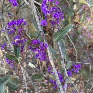 Hardenbergia violacea at Bruce, ACT - 9 Sep 2023 03:25 PM