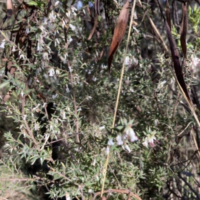 Leucopogon fletcheri subsp. brevisepalus (Twin Flower Beard-Heath) at Bruce, ACT - 9 Sep 2023 by lyndallh