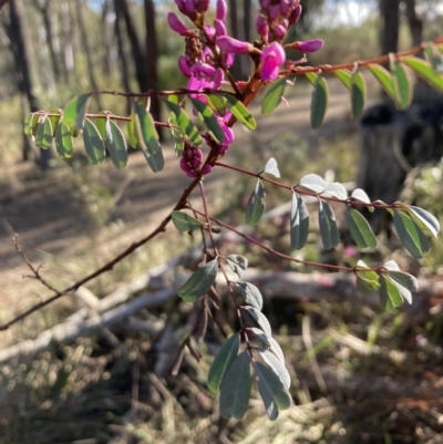 Indigofera australis subsp. australis (Australian Indigo) at Bruce, ACT - 9 Sep 2023 by lyndallh