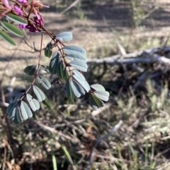 Indigofera australis subsp. australis at Bruce, ACT - 9 Sep 2023 02:57 PM