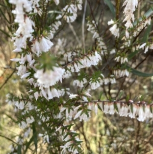 Styphelia fletcheri subsp. brevisepala at Bruce, ACT - 9 Sep 2023