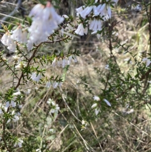 Styphelia fletcheri subsp. brevisepala at Bruce, ACT - 9 Sep 2023