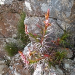 Dracophyllum secundum at Charleys Forest, NSW - suppressed