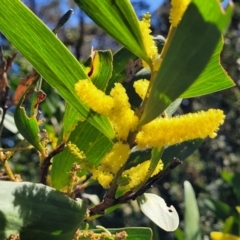 Acacia longifolia subsp. sophorae (Coast Wattle) at Narrawallee, NSW - 9 Sep 2023 by trevorpreston