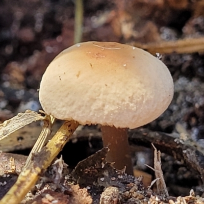 Unidentified Cap on a stem; gills below cap [mushrooms or mushroom-like] at Narrawallee, NSW - 9 Sep 2023 by trevorpreston