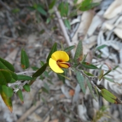 Mirbelia platylobioides (Large-flowered Mirbelia) at Charleys Forest, NSW - 8 Aug 2023 by arjay