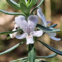 Westringia fruticosa (Native Rosemary) at Narrawallee, NSW - 9 Sep 2023 by trevorpreston