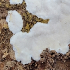 Unidentified Other non-black fungi  at Narrawallee, NSW - 9 Sep 2023 by trevorpreston