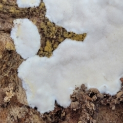 zz flat polypore - white(ish) at Narrawallee, NSW - 9 Sep 2023 by trevorpreston