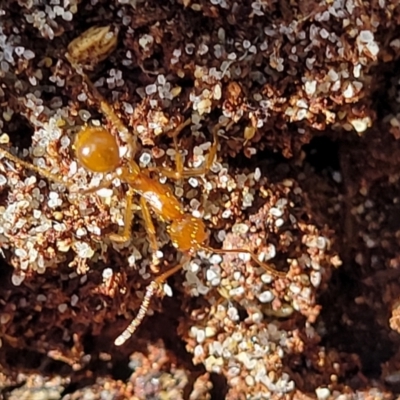 Aphaenogaster longiceps at Narrawallee, NSW - 9 Sep 2023 by trevorpreston