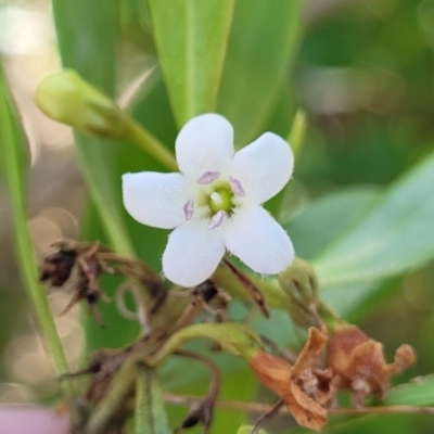 Myoporum boninense subsp. australe (Boobialla) at Narrawallee, NSW - 9 Sep 2023 by trevorpreston