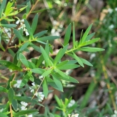 Leucopogon parviflorus at Narrawallee, NSW - 9 Sep 2023 11:51 AM