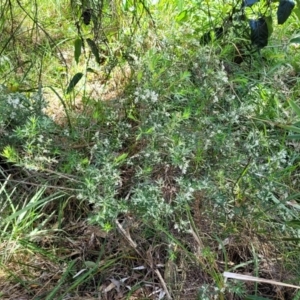 Leucopogon parviflorus at Narrawallee, NSW - 9 Sep 2023 11:51 AM