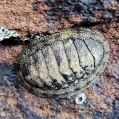 Unidentified Chiton at Narrawallee, NSW - 9 Sep 2023 by trevorpreston