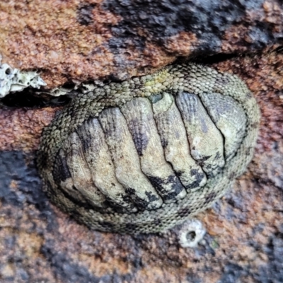 Sypharochiton pelliserpentis at Narrawallee, NSW - 9 Sep 2023 by trevorpreston