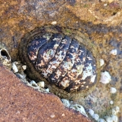 Unidentified Chiton at Narrawallee, NSW - 9 Sep 2023 by trevorpreston