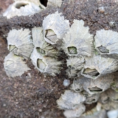 Tetraclitella purpurascens at Narrawallee, NSW - 9 Sep 2023 by trevorpreston