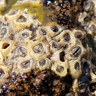 Unidentified Barnacle at Narrawallee, NSW - 9 Sep 2023 by trevorpreston