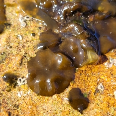 Unidentified Marine Alga & Seaweed at Narrawallee, NSW - 9 Sep 2023 by trevorpreston