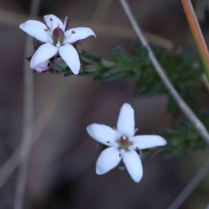 Rhytidosporum procumbens at Acton, ACT - 9 Sep 2023