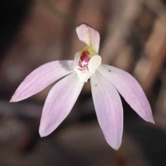 Caladenia fuscata (Dusky Fingers) at Caladenia Forest, O'Connor - 9 Sep 2023 by ConBoekel