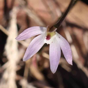 Caladenia fuscata at Acton, ACT - 9 Sep 2023