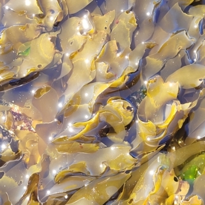 Unverified Marine Alga & Seaweed at Narrawallee, NSW - 9 Sep 2023 by trevorpreston