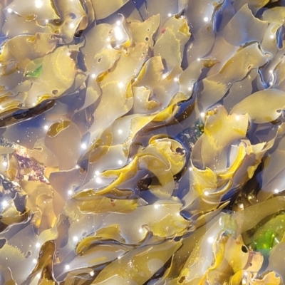 Unidentified Marine Alga & Seaweed at Narrawallee, NSW - 9 Sep 2023 by trevorpreston