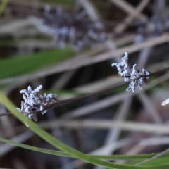 Lomandra sp. (A Matrush) at Caladenia Forest, O'Connor - 9 Sep 2023 by ConBoekel