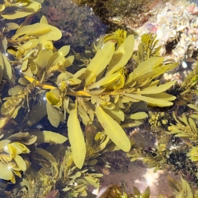 Unidentified Marine Alga & Seaweed at Narrawallee, NSW - 9 Sep 2023 by trevorpreston