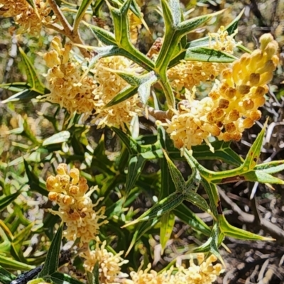 Grevillea ramosissima subsp. ramosissima (Fan Grevillea) at Campbell, ACT - 4 Sep 2023 by Steve818