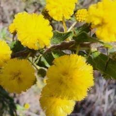 Acacia paradoxa (Kangaroo Thorn) at Majura, ACT - 4 Sep 2023 by Steve818