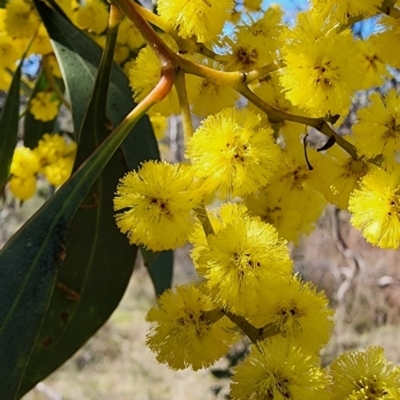 Acacia pycnantha (Golden Wattle) at Majura, ACT - 4 Sep 2023 by Steve818