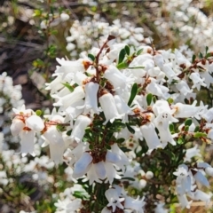 Cryptandra amara (Bitter Cryptandra) at Campbell, ACT - 4 Sep 2023 by Steve818