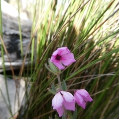 Tetratheca sp. at QPRC LGA - 8 Aug 2023 by arjay