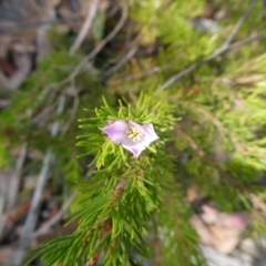 Boronia subulifolia at Charleys Forest, NSW - 8 Aug 2023 by arjay