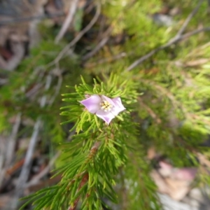 Boronia subulifolia at Charleys Forest, NSW - suppressed