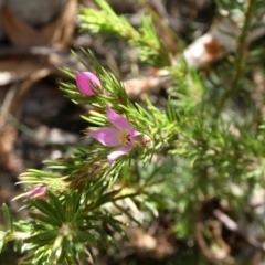 Boronia subulifolia at Charleys Forest, NSW - suppressed