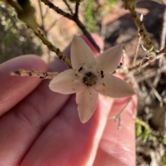 Philotheca difformis subsp. difformis (Small-leaf Wax-flower) at Gunderbooka, NSW - 28 Aug 2023 by SimoneC