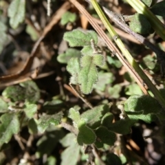 Xanthosia pilosa (Woolly Xanthosia) at Charleys Forest, NSW - 8 Aug 2023 by arjay